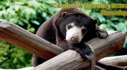 Cambodia morning news for July 11