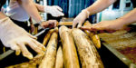 Ivory | Asean News Today
