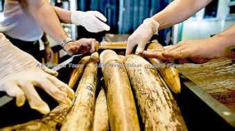 EU stumps up $11mln for Greater Mekong wildlife conservation