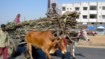 Indonesia and India deal to reduce each others gluts, but not everyone is happy