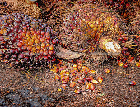 In 2018 Indonesia exported some 34.71 million tonnes of palm oil, using only about 11.46 million tonnes domestically