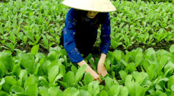 Vietnam agriculture: government will & education needed