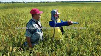 Improving Indonesia’s rice production through improved data collection
