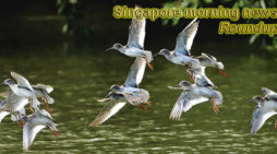 Singapore morning news for October 11