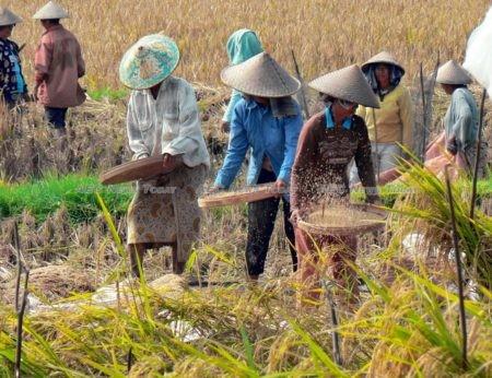 indonesia bali rice harvest winnowing agricultural 822907 | Asean News Today