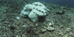 Marine organisms 700 | Asean News Today