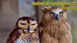 Indonesia morning news for January 31