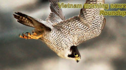 Vietnam morning news for January 31