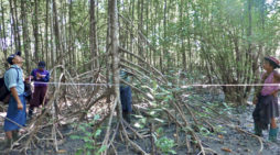 New study a call to action for Myanmar’s mangroves