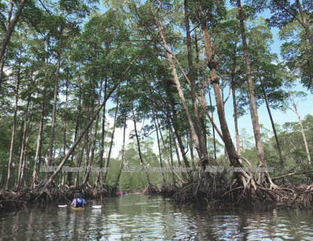 Nearly two-thirds of all mangroves in Myanmar were deforested over a 20-year-period