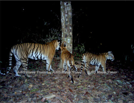 Three Indochinese tigers inspect a camera trap under a tree in Thailand’s Dong Phayayen-Khao forest 