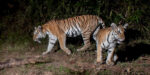 Thailand Tiger footage offers renewed hope for big cat population