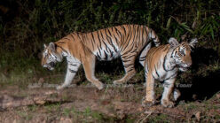 Thailand tiger footage offers renewed hope for big cat population (video)