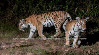 Thailand tiger footage offers renewed hope for big cat population (video)