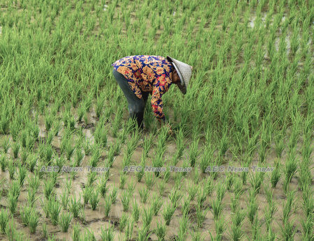 Farmers applying Internet of Things used between 13 and 20 per cent less water than farmers applying conventional Alternate Wetting and Drying