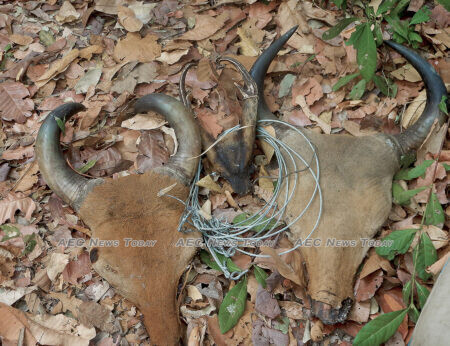 371,856 snares were removed across 11 protected areas in Cambodia, Indonesia, Lao PDR, Malaysia, and Vietnam between 2005 and 2019
