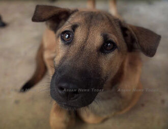 Some of the 52 dogs saved from the dog meat trade in Sukoharjo, Indonesia