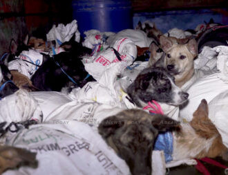 Some of the 52 dogs saved from the dog meat trade in Sukoharjo, Indonesia
