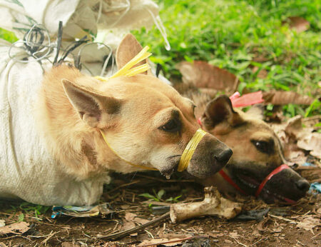 The dog meat trade in Indonesia is fed by family pets stolen from the streets